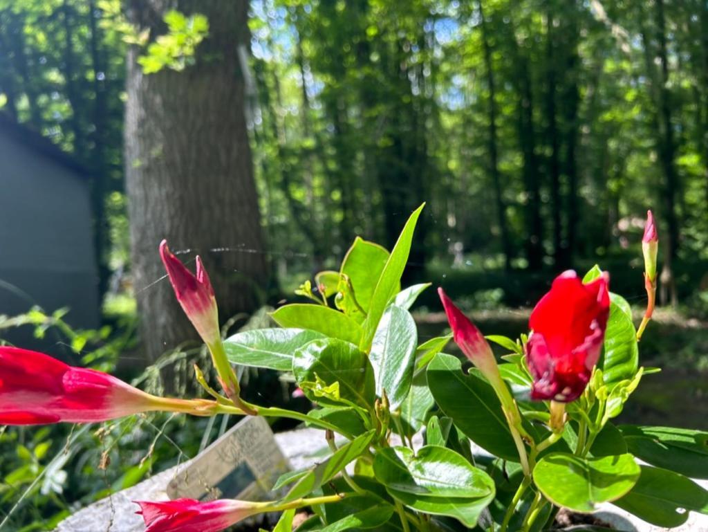 Gites Du Bois Des Perruches Saint-Vincent-des-Bois Ngoại thất bức ảnh